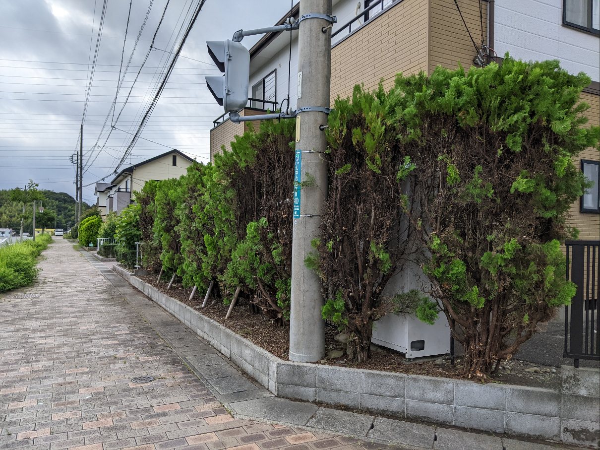 コニファーの生垣  剪定