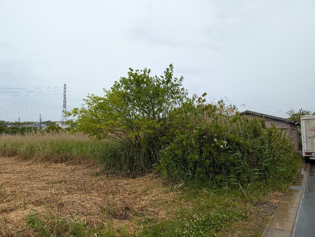 湿地帯　大規模草刈
